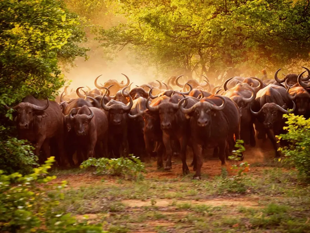 Parki Narodowe Moremi i Chobe