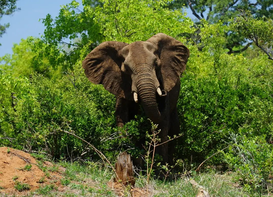 Addo Elephant Park 