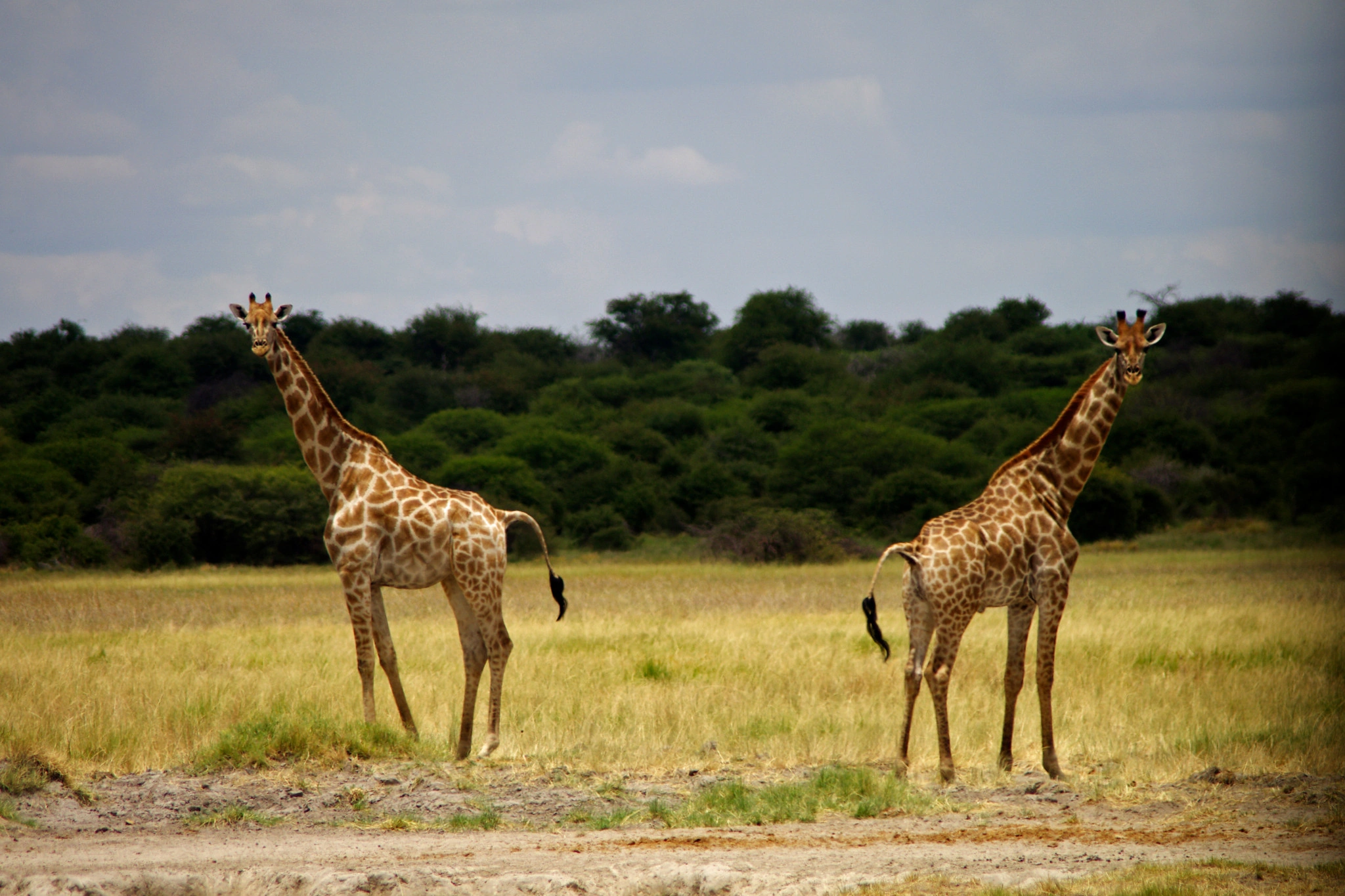 Park Etosha